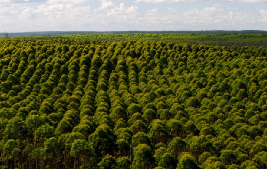 Silvicultura mineira ganha Plano Estadual Agrícola de Florestas Plantadas