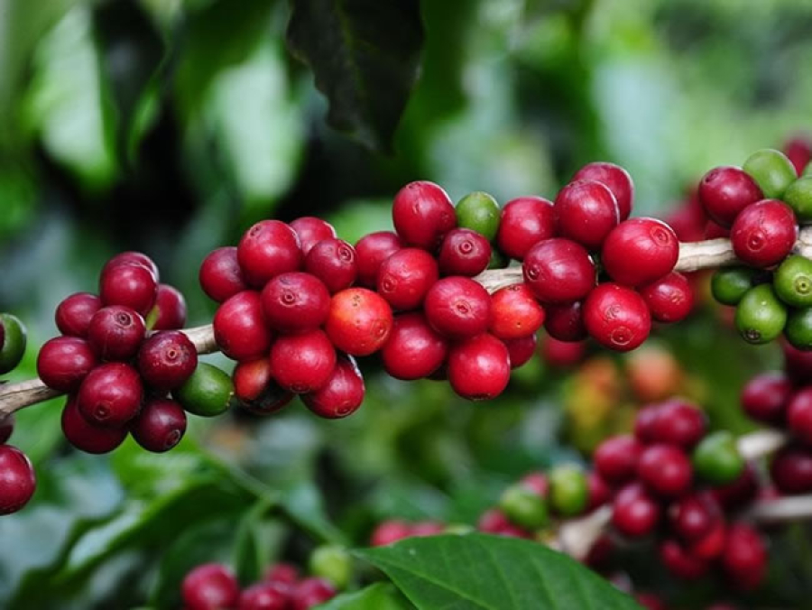 Fenicafé 2025: Especialistas discutem inovação e desafios da cafeicultura