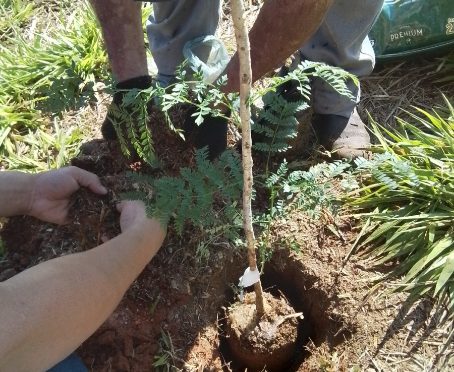 Prefeitura de Varginha realiza novos plantios do projeto Tele-Árvore